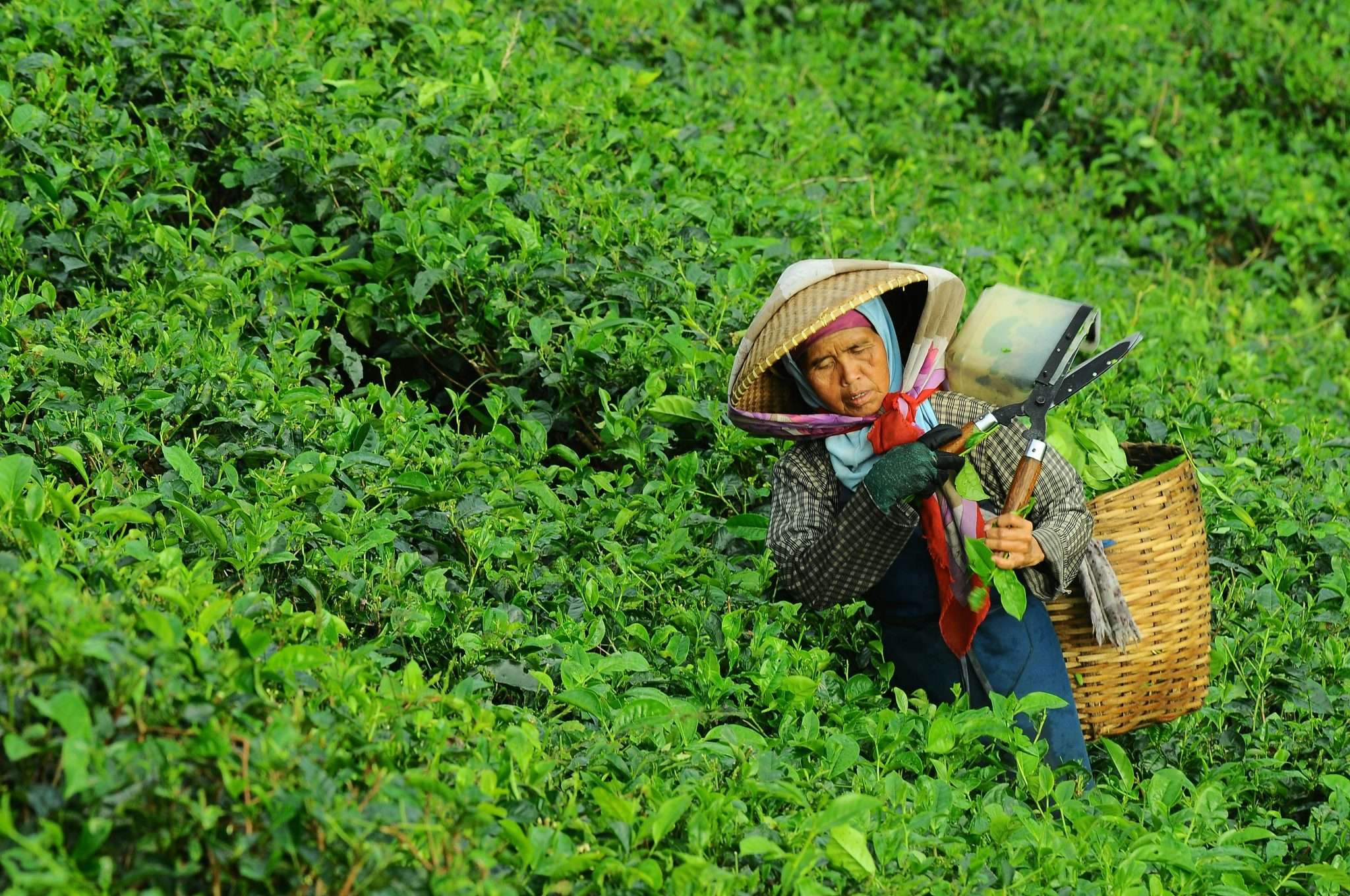 danurwendho-adyakusuma-dYxx-jPaF34-unsplash (1)